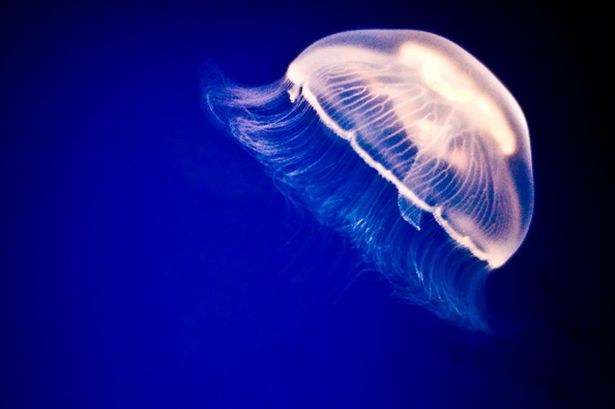 jellfish-pic-getty-images-718090697